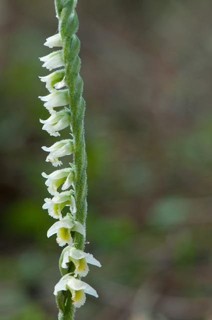 Spiranthes spiralis....ancora